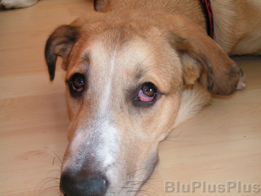 Zum Bild in Originalgr��e hier klicken...